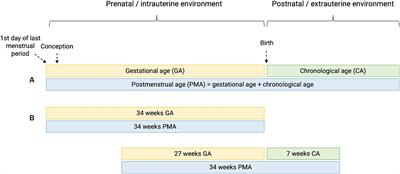 Impact of preterm birth on kidney health and development